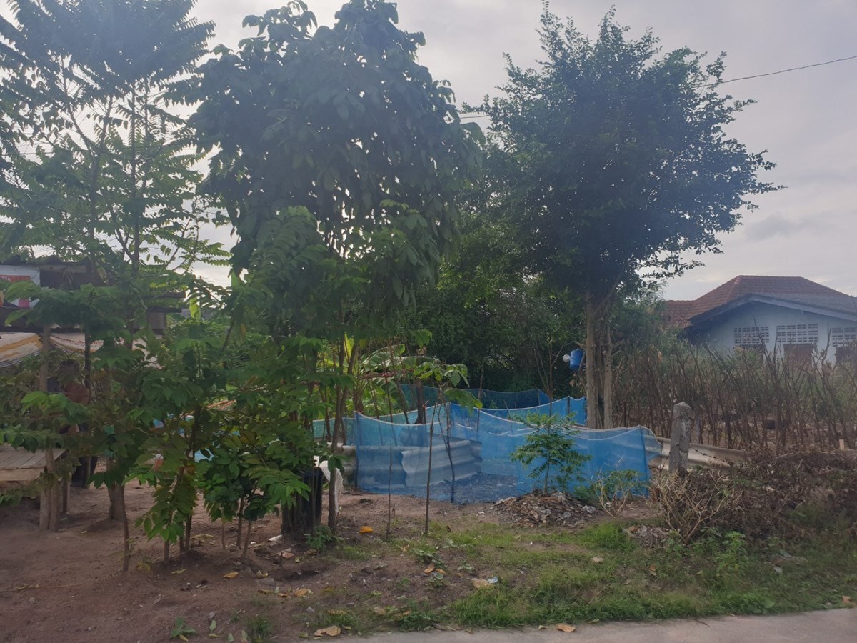 109 SQW. Land for Sale - Nongmaikean (Noen Plubwan) - ที่ดิน -  - Nongmaikaen