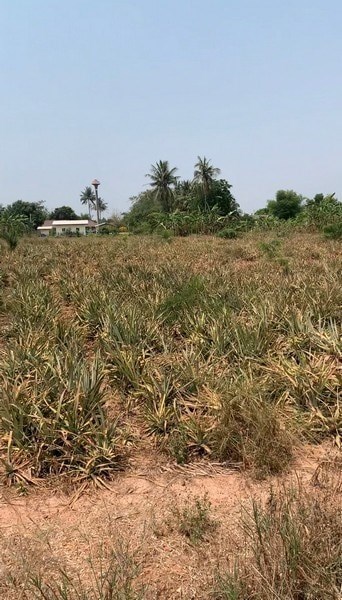 Land for sale near Hua Hin - Land - Hua Hin - Hua hin