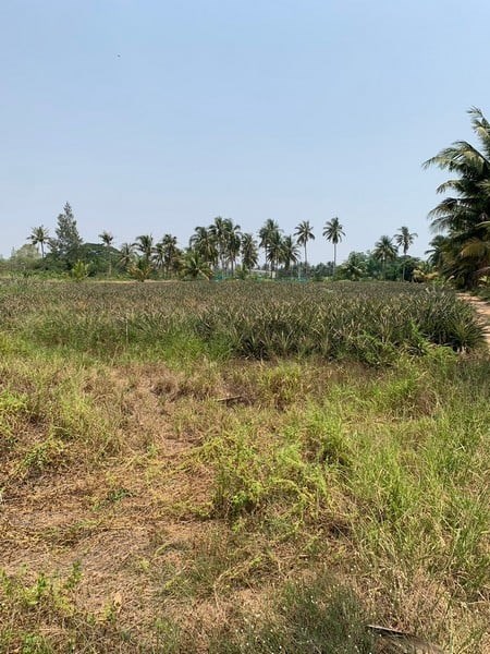 Land for sale close to nature - Land - Hua Hin - Hua Hin